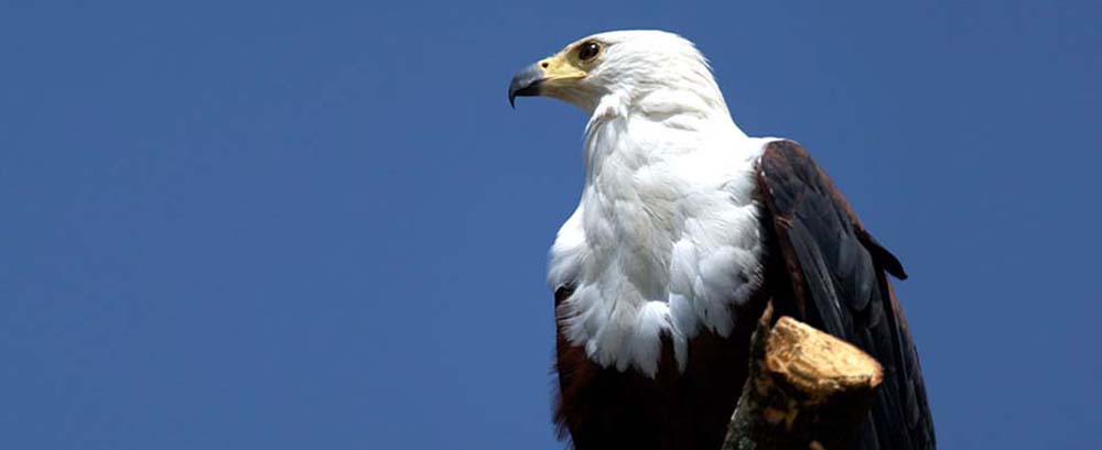Eagle.jpg